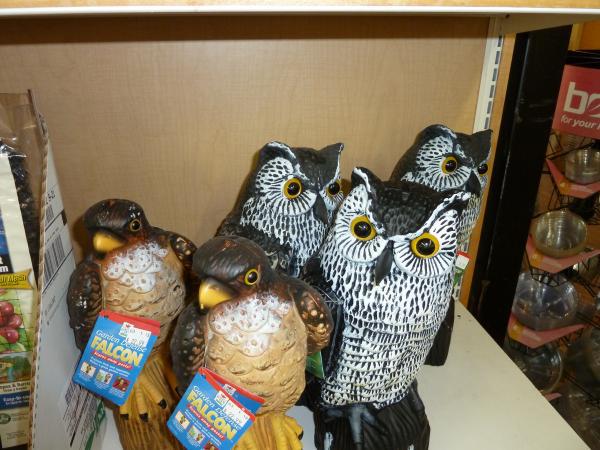 owl and hawk statues